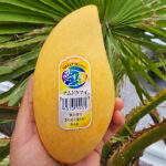 Thai Mango 1 Case x 5Kg